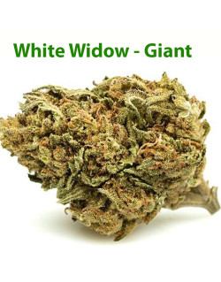 Fleurs de CBD - White Widow- Giant Indoor
