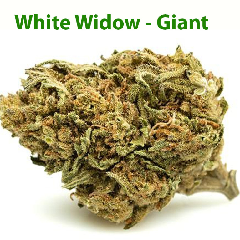 Fleurs de CBD - White Widow- Giant Indoor